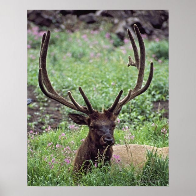Affiche Bull Elk Se Repose Dans Une prairie Alpine Avec De (Devant)