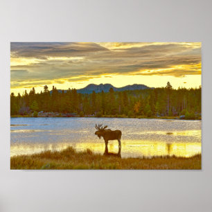 Affiche Bull Moose à Sprague Lake, Colorado, Sunrise