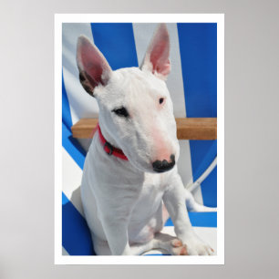 Affiche Bull Terrier