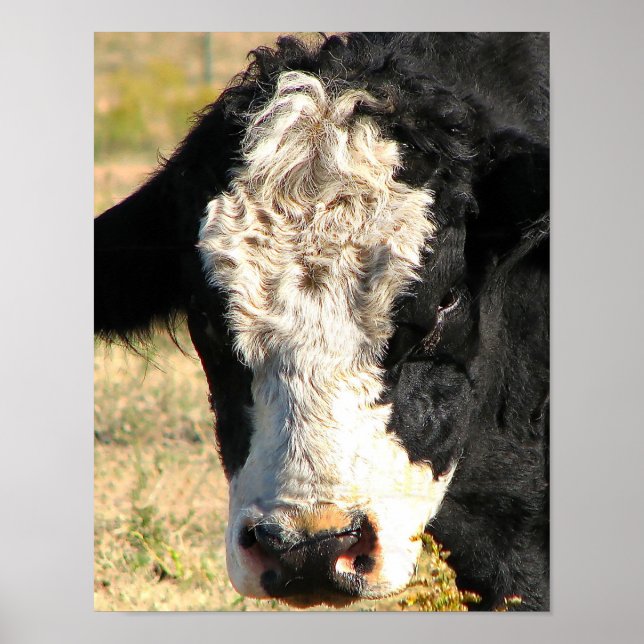 Affiche Bull Watch (Devant)