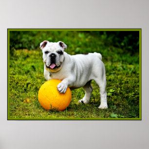 Affiche Bulldog anglais avec balle