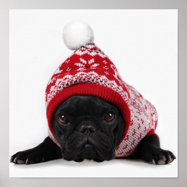 Affiche Bulldog Avec Chandail Caché (Devant)