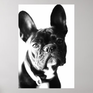 Affiche Bulldogg français