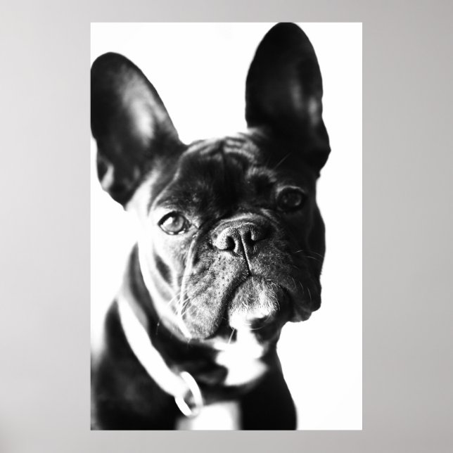 Affiche Bulldogg français (Devant)