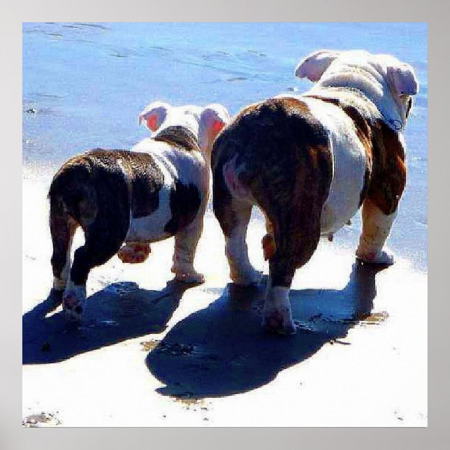 Affiche Bulldogs anglais seul à l'affiche Dernière (Devant)