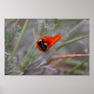 Affiche Bumble abeille endormie dans un pavot de Californi