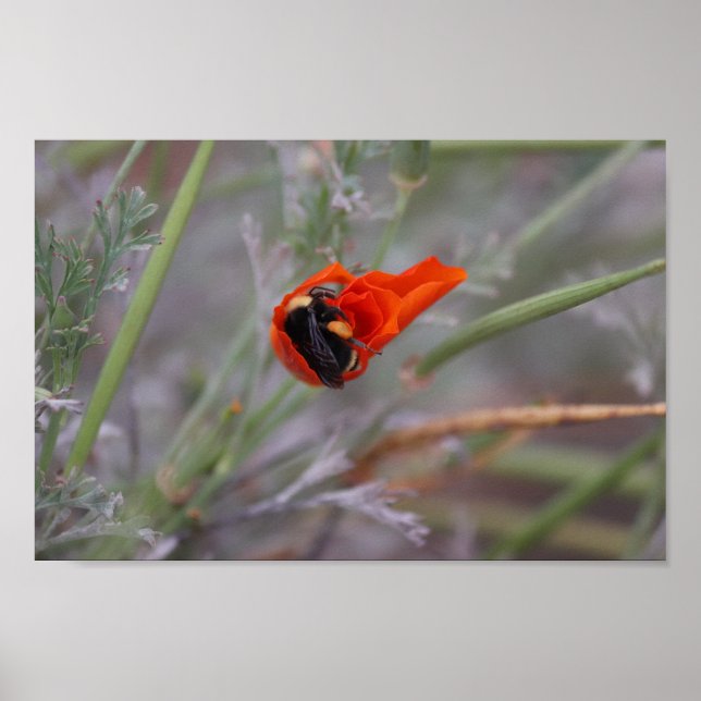 Affiche Bumble abeille endormie dans un pavot de Californi (Devant)