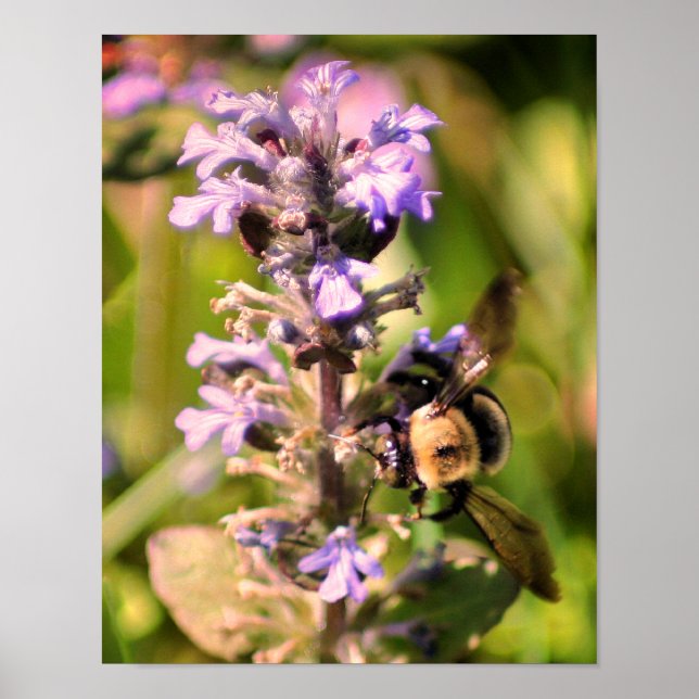 Affiche Bumble Abeille Sur Fleur Violet Haut (Devant)