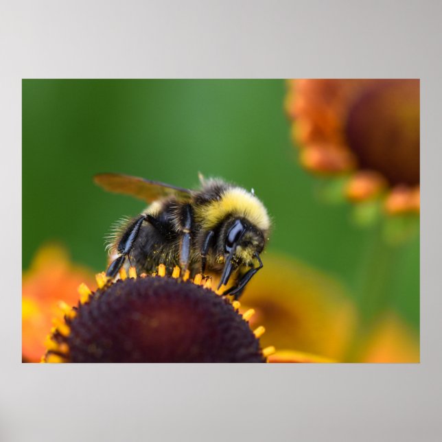 Affiche Bumble Bee (Devant)