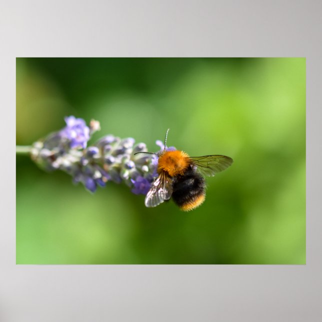Affiche Bumble Bee (Devant)