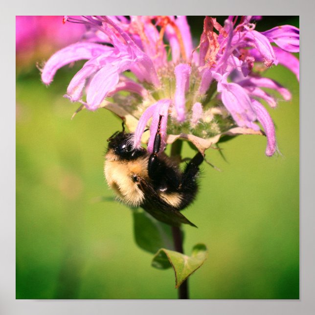 Affiche Bumble Bee On Bee Balm Flower Close Up (Devant)