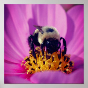 Affiche Bumble Bee On Cosmos