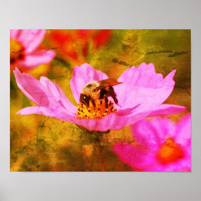 Affiche Bumble Bee On Rose Cosmos Flower Abstrait (Devant)