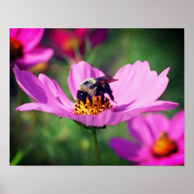 Affiche Bumble Bee On Rose Cosmos Flower Close Up (Devant)