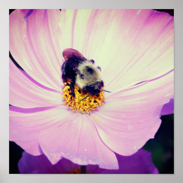 Affiche Bumble Bee On Rose Cosmos Flower Close Up (Devant)