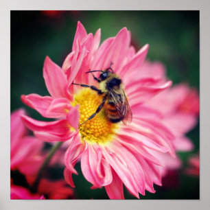 Affiche Bumble Bee On Rose Daisy Flower 2