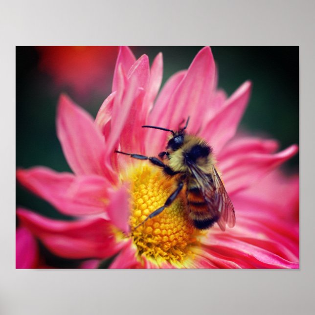 Affiche Bumble Bee On Rose Daisy Flower Close Up (Devant)