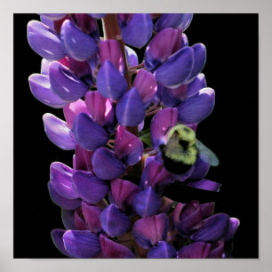 Affiche Bumble Bee On Wild Lupine Flower Close Up