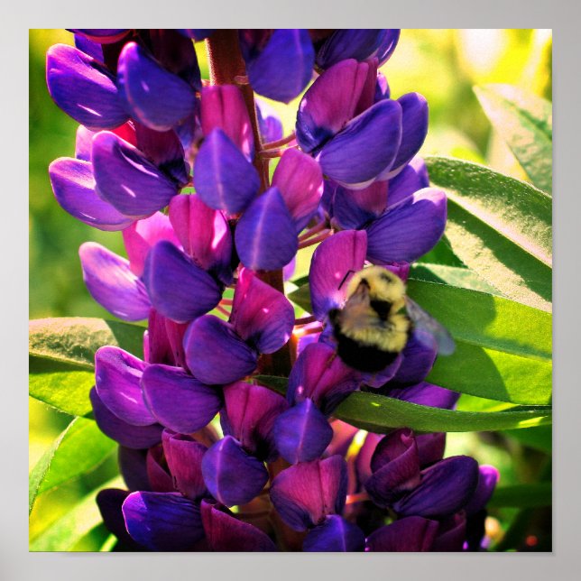 Affiche Bumble Bee On Wild Lupine Flower Close Up (Devant)