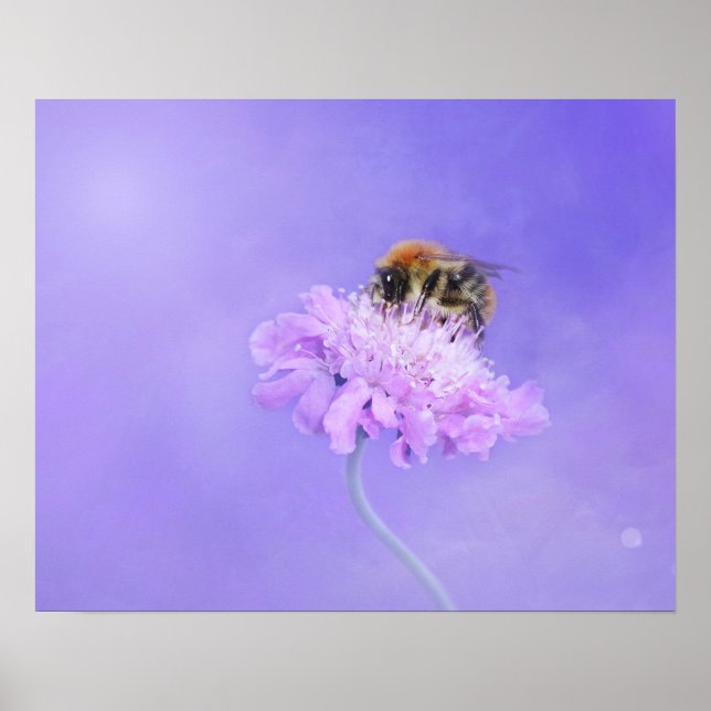Affiche Bumble Bee perché sur une fleur violette (Devant)
