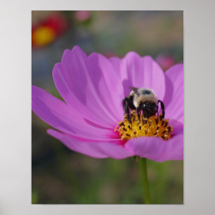 Affiche Bumble Bee Sur Cosmos Flower Nature
