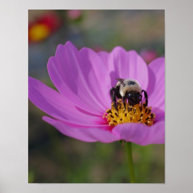 Affiche Bumble Bee Sur Cosmos Flower Nature (Devant)