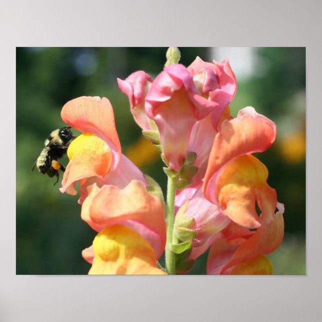 Affiche Bumble Bee Sur Snapdragon Flower Nature (Devant)