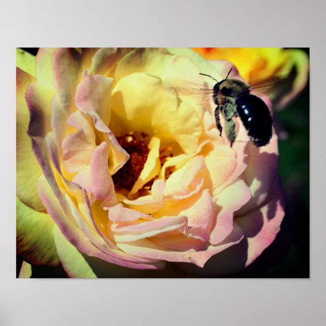 Affiche Bumble Bee Volant Dans Rose Rose Rose Gros Plan (Devant)