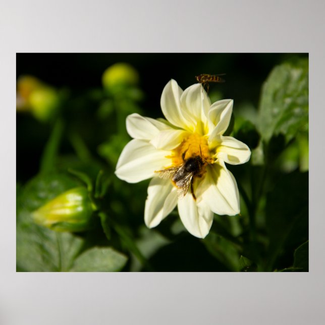 Affiche Bumblebee et dahlia blanc photo (Devant)