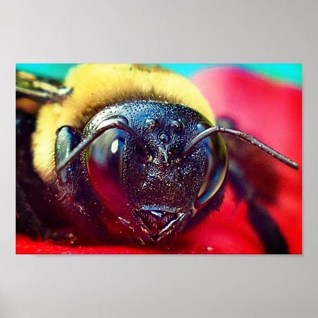 Affiche Bumblebee on flower Photographie Décor mur Imprime (Devant)