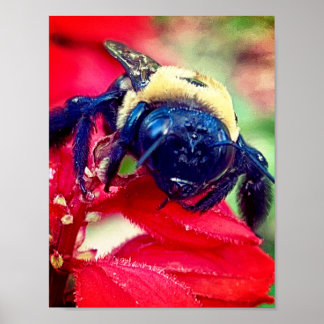 Affiche Bumblebee on flower Photographie Décor mur Imprime