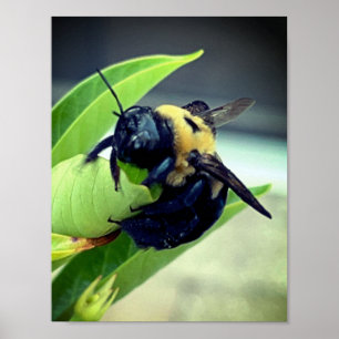 Affiche Bumblebee on flower Photographie Décor mur Imprime