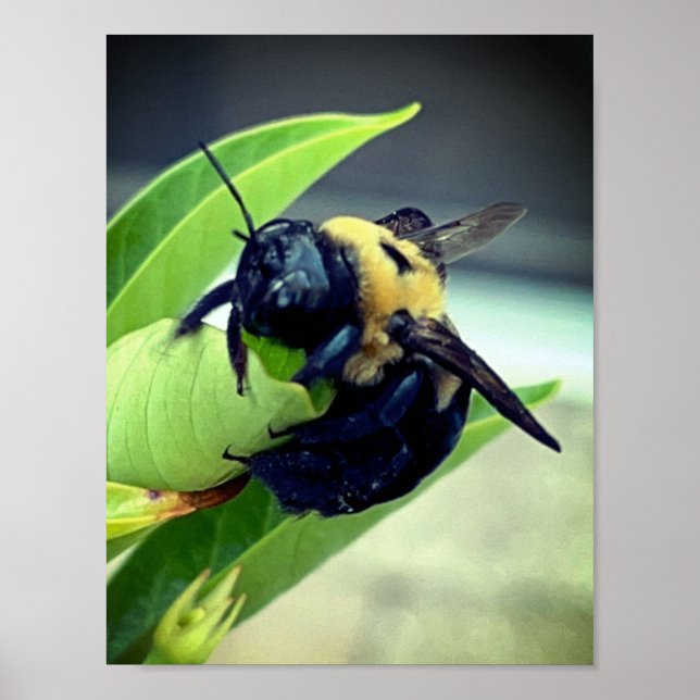 Affiche Bumblebee on flower Photographie Décor mur Imprime (Devant)