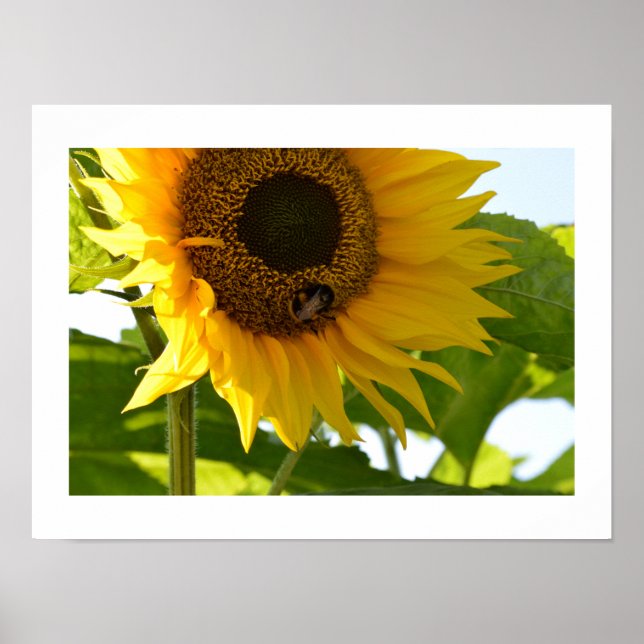 Affiche Bumblebee & Tournesol (Devant)