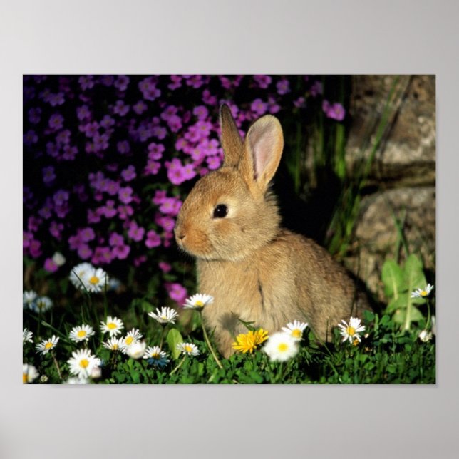 AFFICHE BUNNY (Devant)