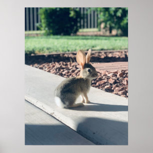 Affiche bunny rabbit photo Easter spring