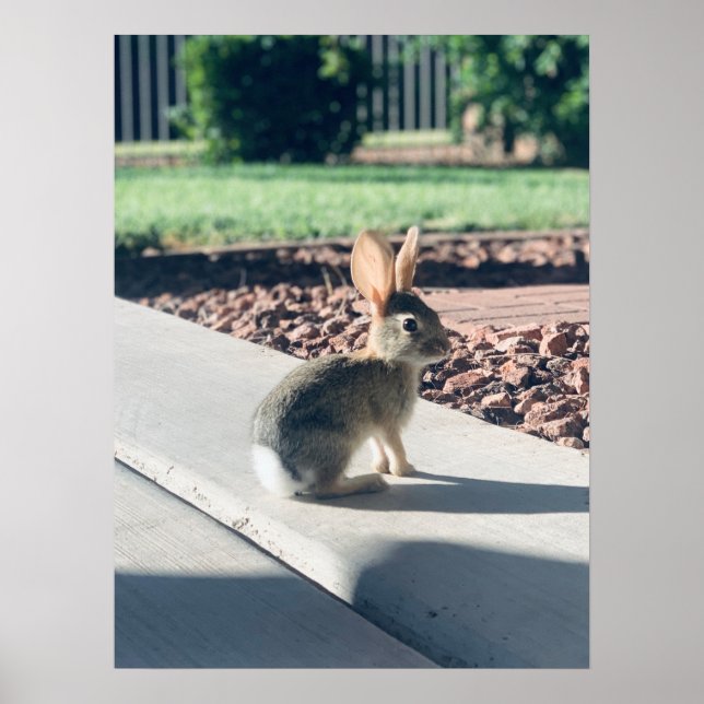 Affiche bunny rabbit photo Easter spring (Devant)