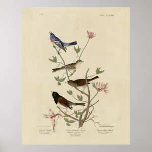 Affiche Bunting, Sparrow, Junco, (Finches) Audubon's Birds