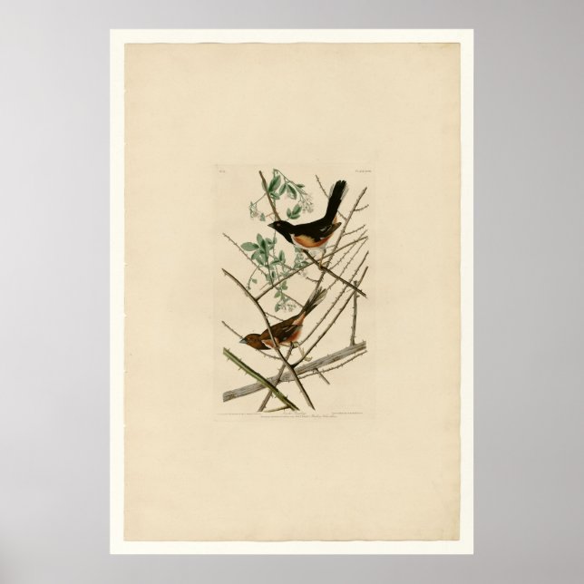 Affiche Bunting Towhe (Devant)