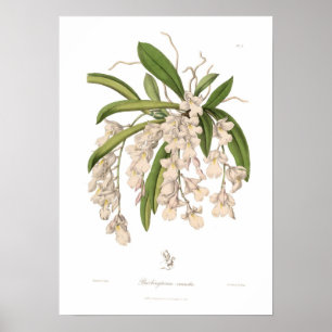 Affiche Burlingtonia venusta