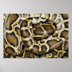 Affiche Burmese python