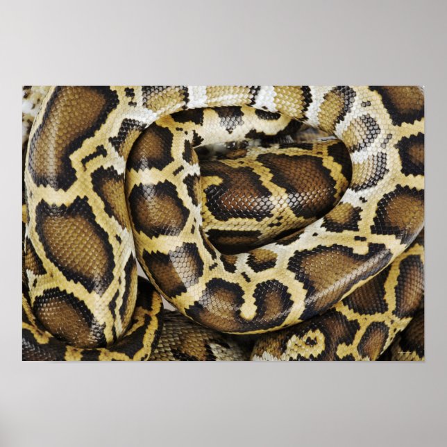 Affiche Burmese python (Devant)