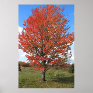 Affiche Burning red maple tree in the fall
