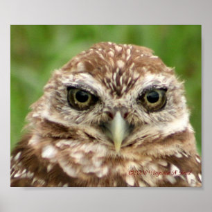 Affiche Burrowing Owl #2