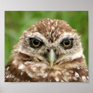 Affiche Burrowing Owl #2