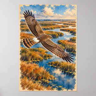 Affiche Busard Saint-Martin sur les marais du sud