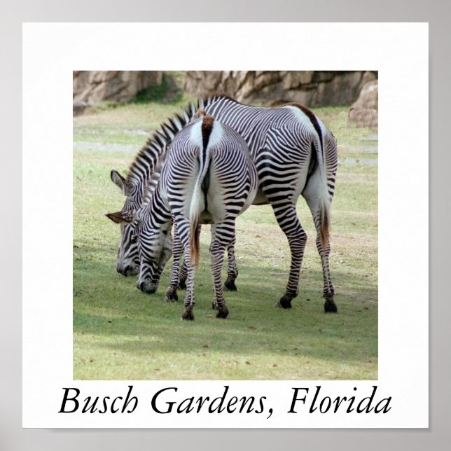 Affiche Busch Gardens, Florida (Devant)