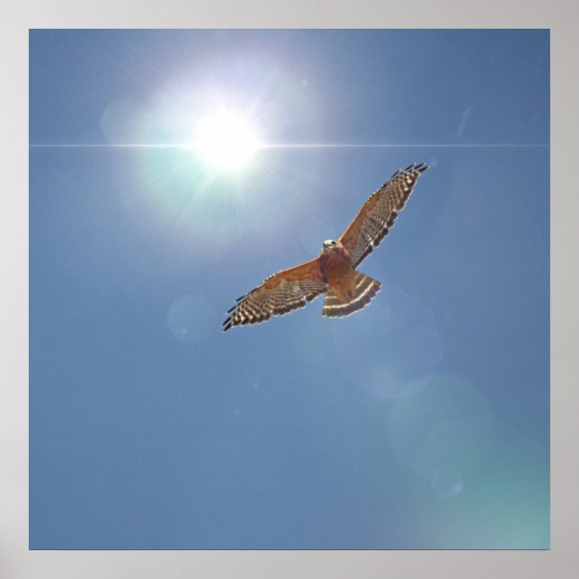 Affiche Buse à épaulettes rouge brillant Sun Photographie  (Devant)