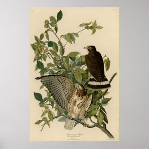 Affiche Buse à grande aile des oiseaux d'Amérique d'Audubo