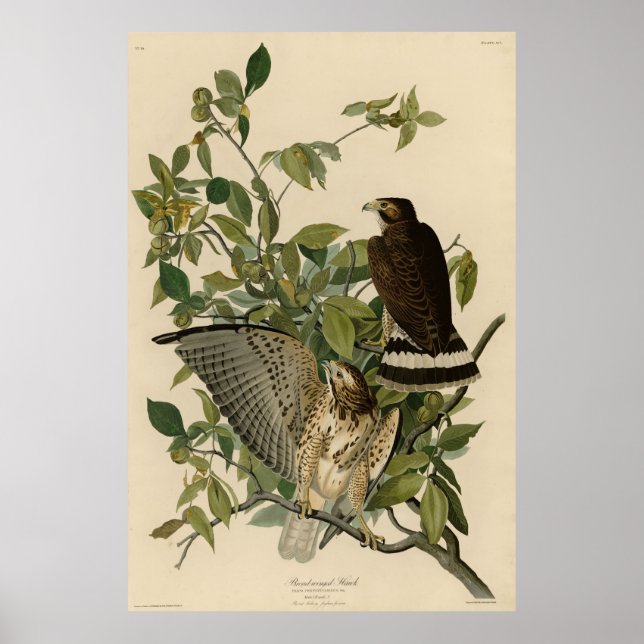 Affiche Buse à grande aile des oiseaux d'Amérique d'Audubo (Devant)